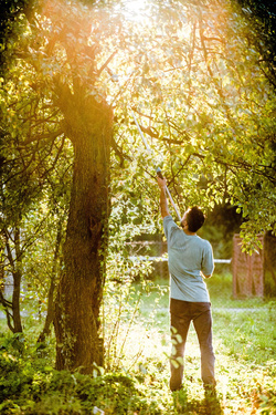 Sekator nożycowy z piłą na wysięgniku IDEAL