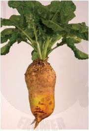 Burak pastewny Ursus Poly 1 kg