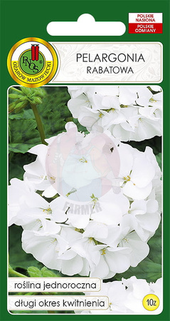 Pelargonia rabatowa F1 biała 10 z