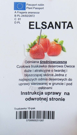 Truskawka sadzonka