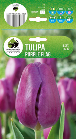 TULIPAN PURPLE FLAG 11/12 5 SZT