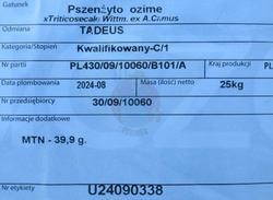 Pszenżyto ozime Tadeus