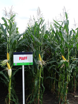 Kukurydza Piaff kwalifikat C1 + Korit 420 FS + Force 20 FC