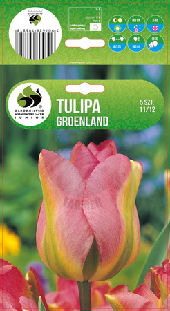 TULIPAN GROENLAND 11/12 5 PCS