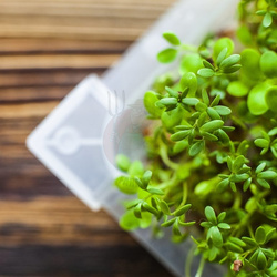 Kiełkownica Zielona Czuprynka z nasionami rzodkiewki (745748)