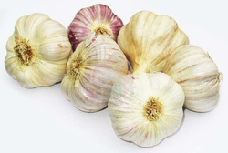 CZOSNEK ZIMOWY (cena za kg)