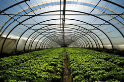 Folia tunelowa UV3 6x33 m (cena za mb)