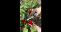 Nóż do ziół i warzyw VeggieCut